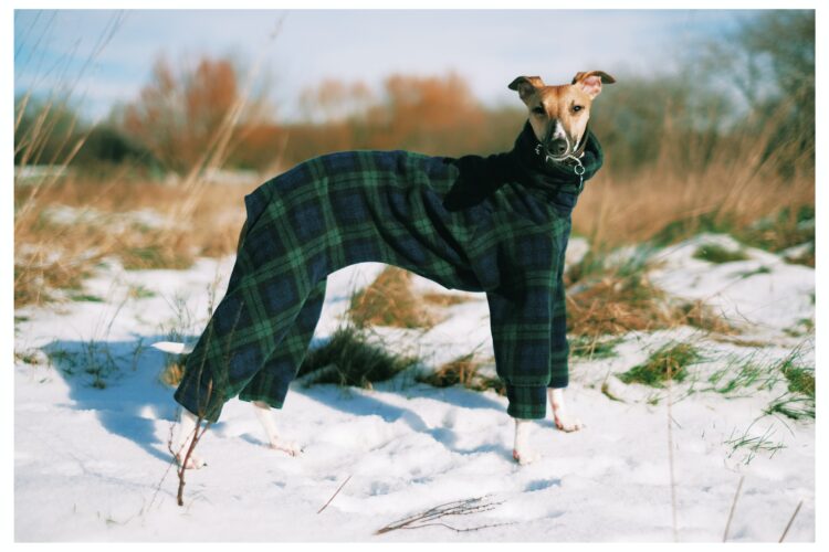 Vhodný obleček – připravte vašeho chlupáče na chladnou zimu.