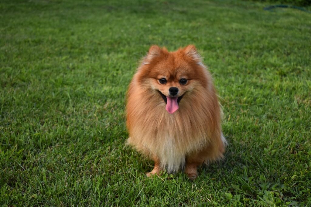 pomeranian