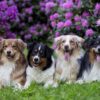 Aussieland – australský ovčák a miniaturní americký ovčák